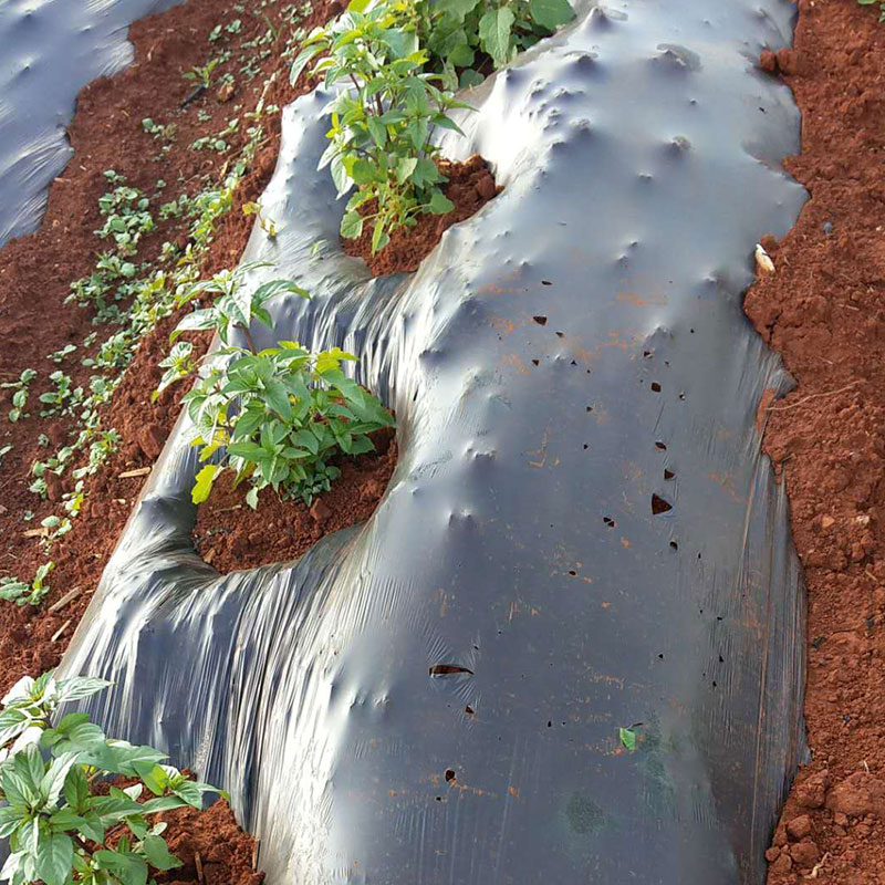 AVALOPEC Biodegradable mulch sheet